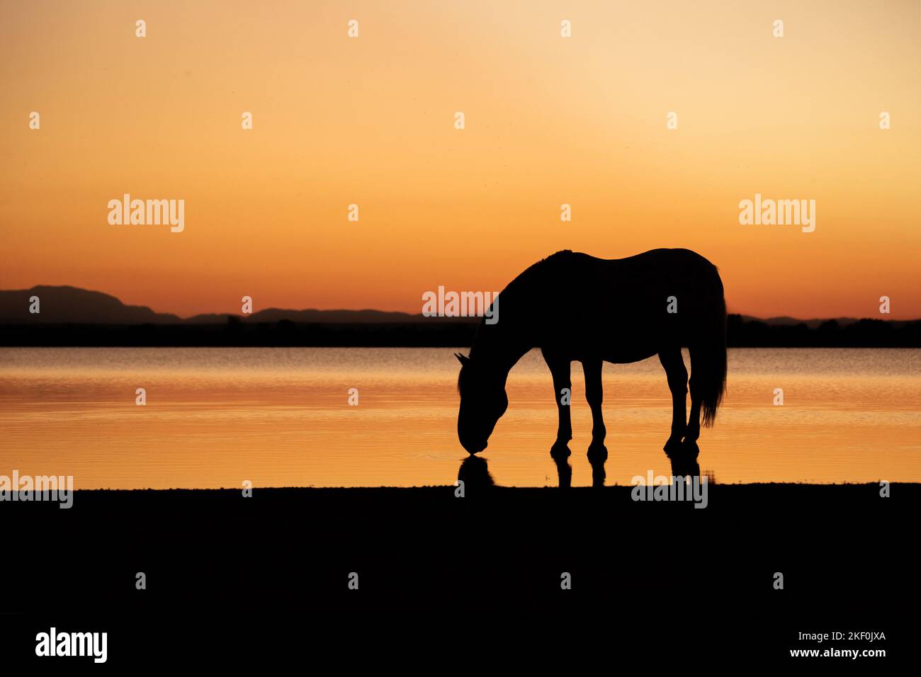 Stehendes Noriker-Pferd Stockfoto