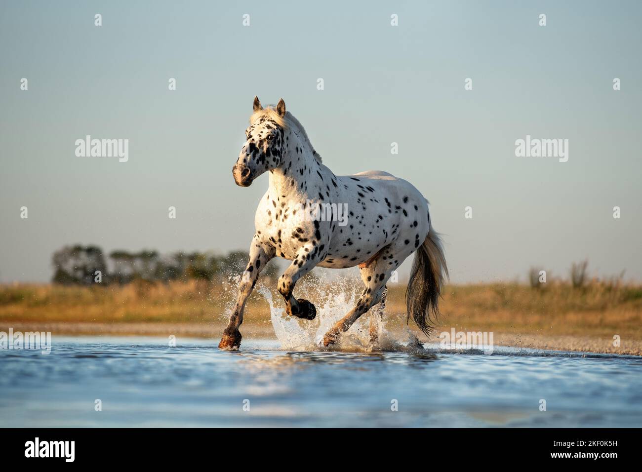 Galoppierendes Noriker-Pferd Stockfoto