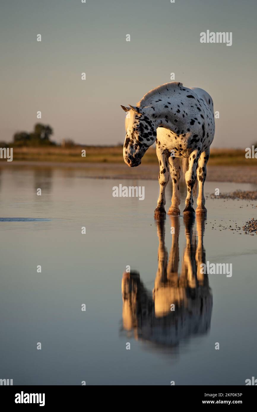 Stehendes Noriker-Pferd Stockfoto