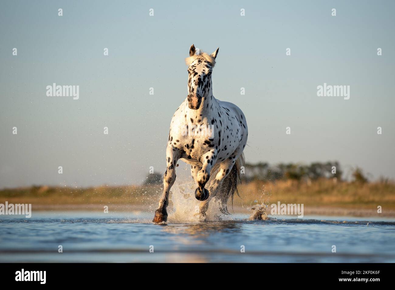Galoppierendes Noriker-Pferd Stockfoto