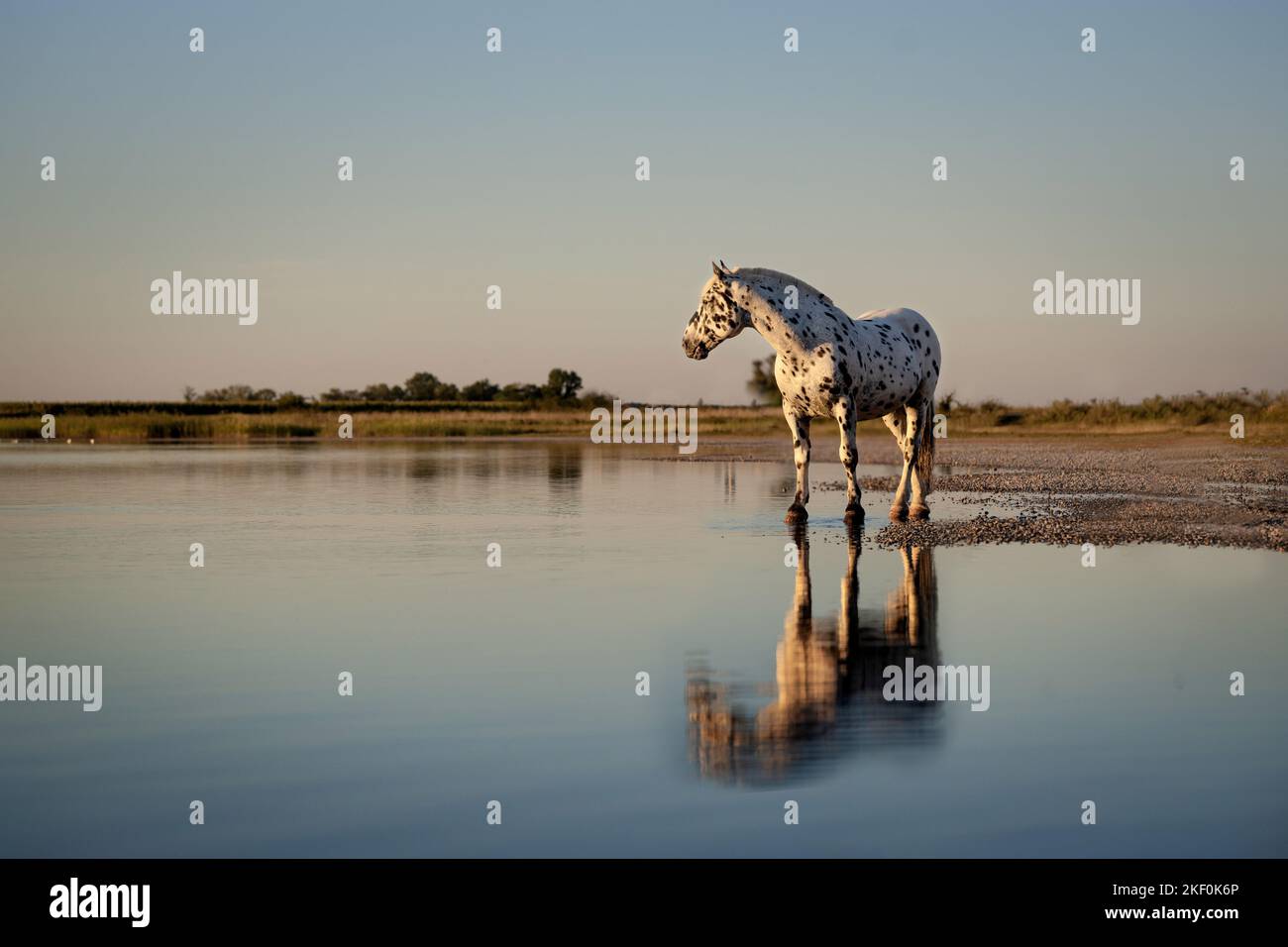 Stehendes Noriker-Pferd Stockfoto