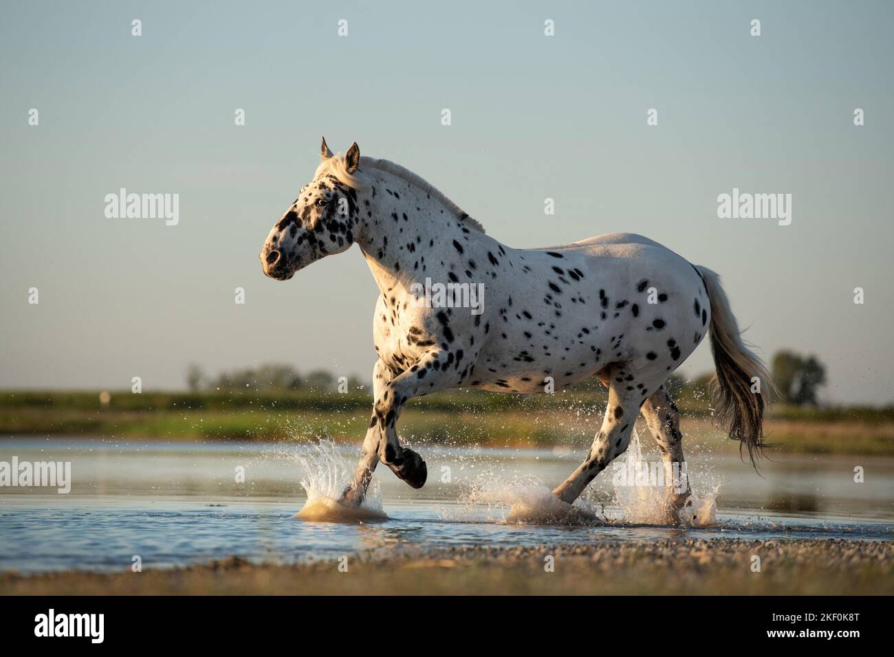 Galoppierendes Noriker-Pferd Stockfoto