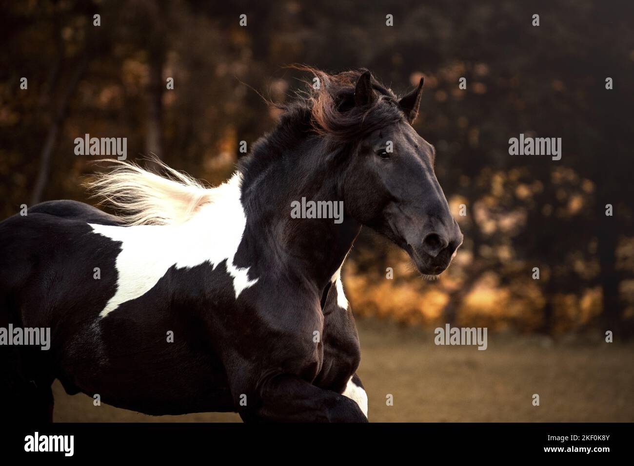 Noriker-Pferdeportrait Stockfoto