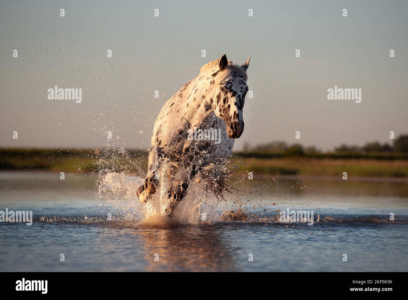 Galoppierendes Noriker-Pferd Stockfoto