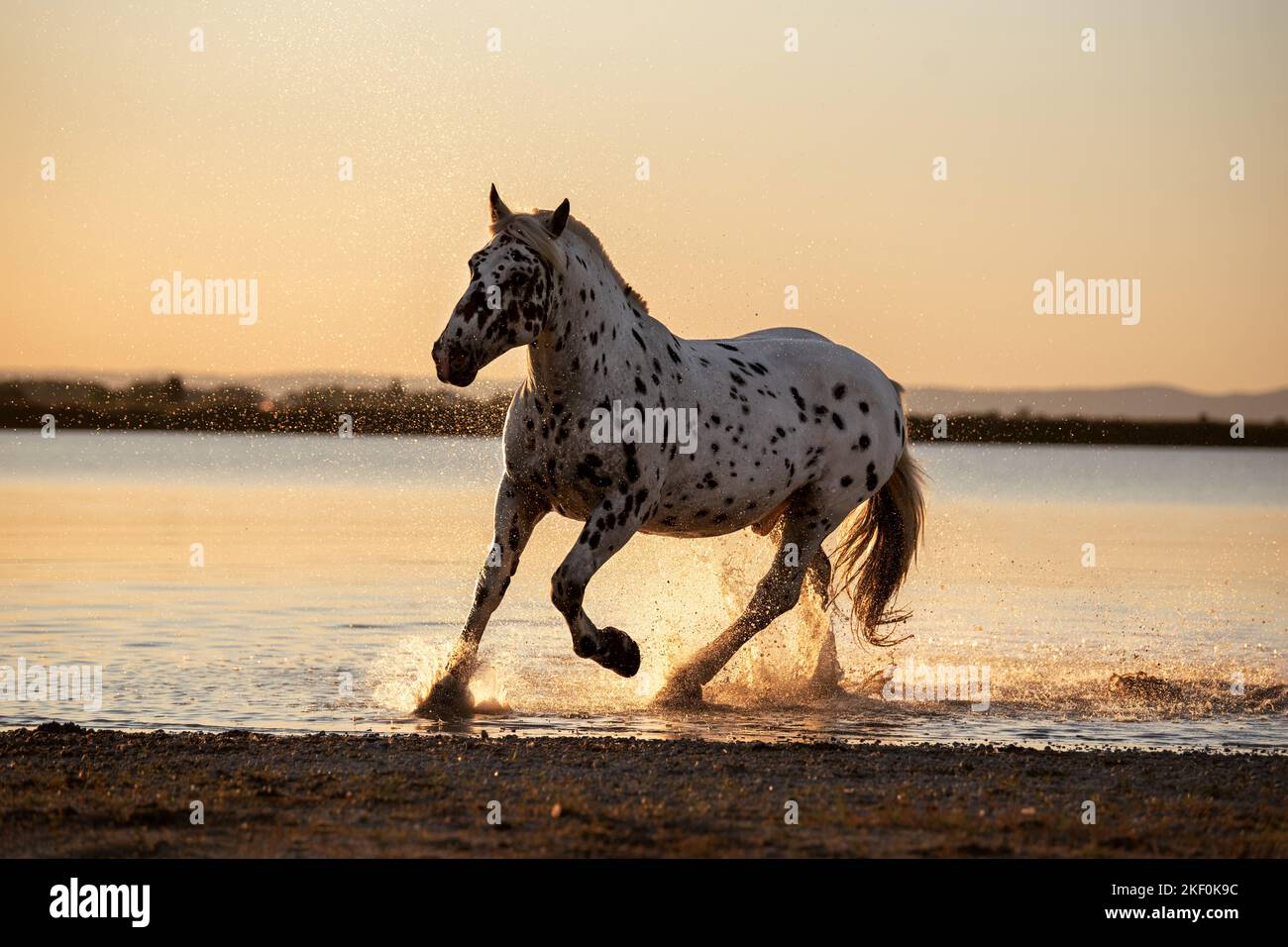 Galoppierendes Noriker-Pferd Stockfoto