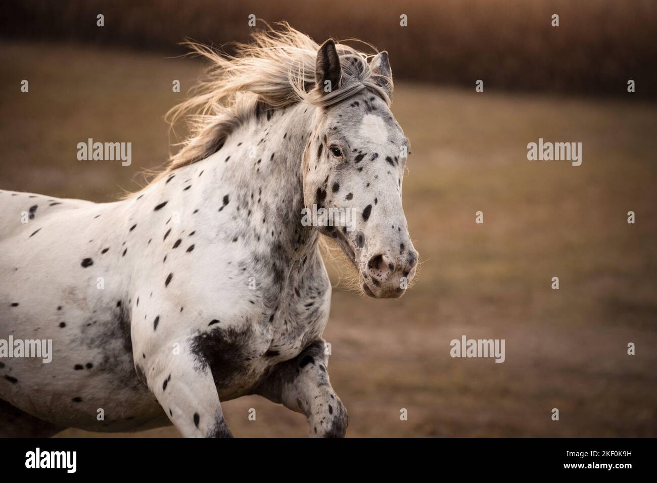 Noriker-Pferdeportrait Stockfoto
