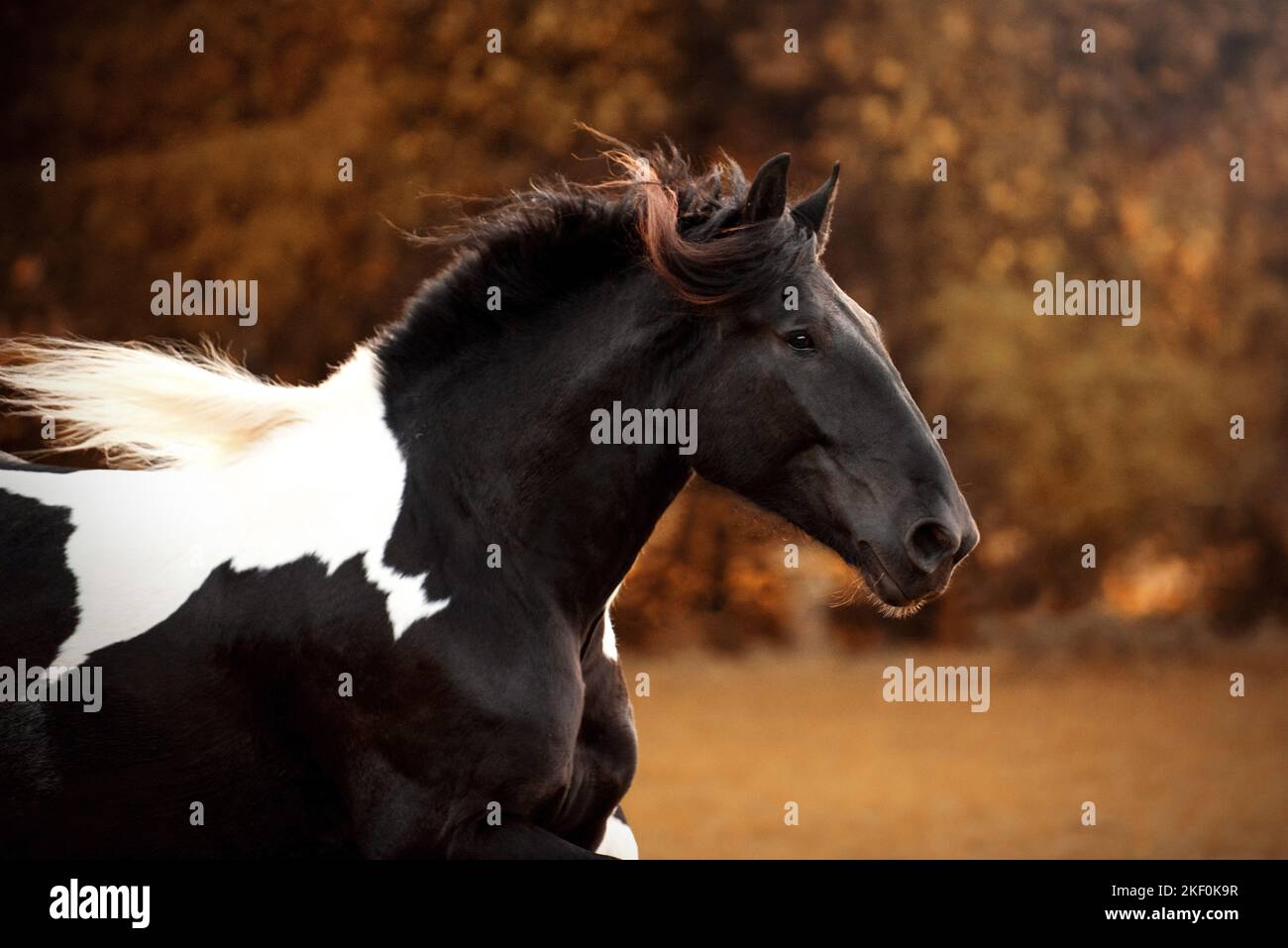 Noriker-Pferdeportrait Stockfoto