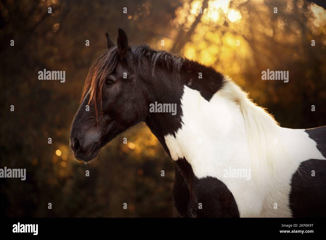 Noriker-Pferdeportrait Stockfoto