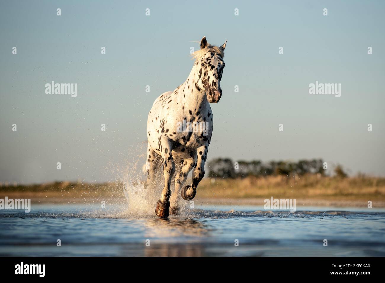 Galoppierendes Noriker-Pferd Stockfoto