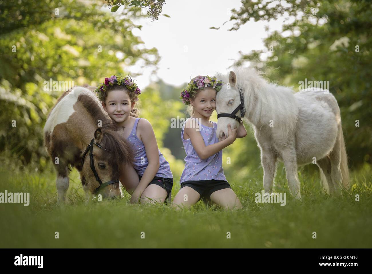 Mädchen und Mini Shetland Ponys Stockfoto