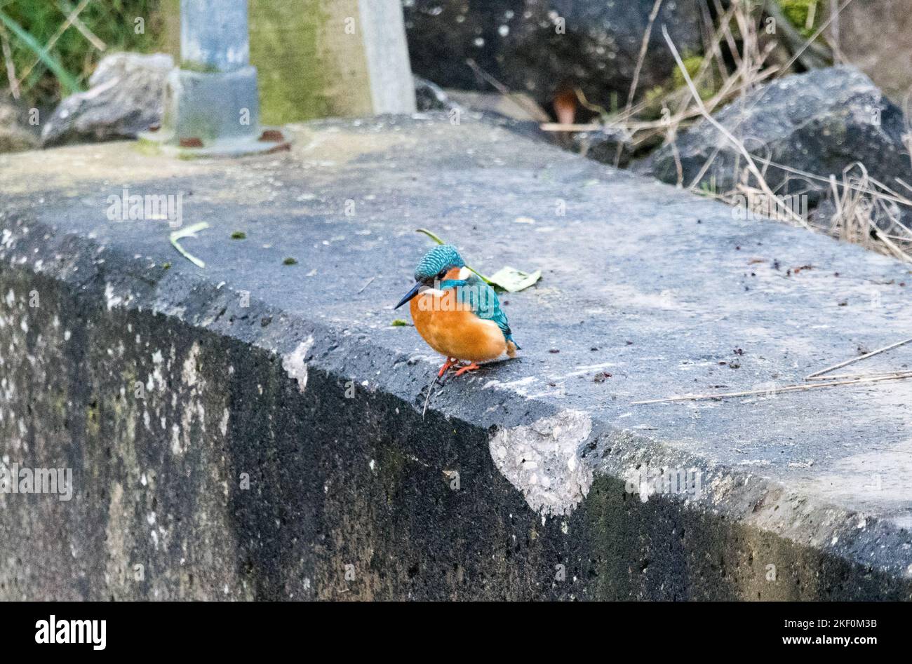 Eisvogel (Alcedo Atthis) Stockfoto