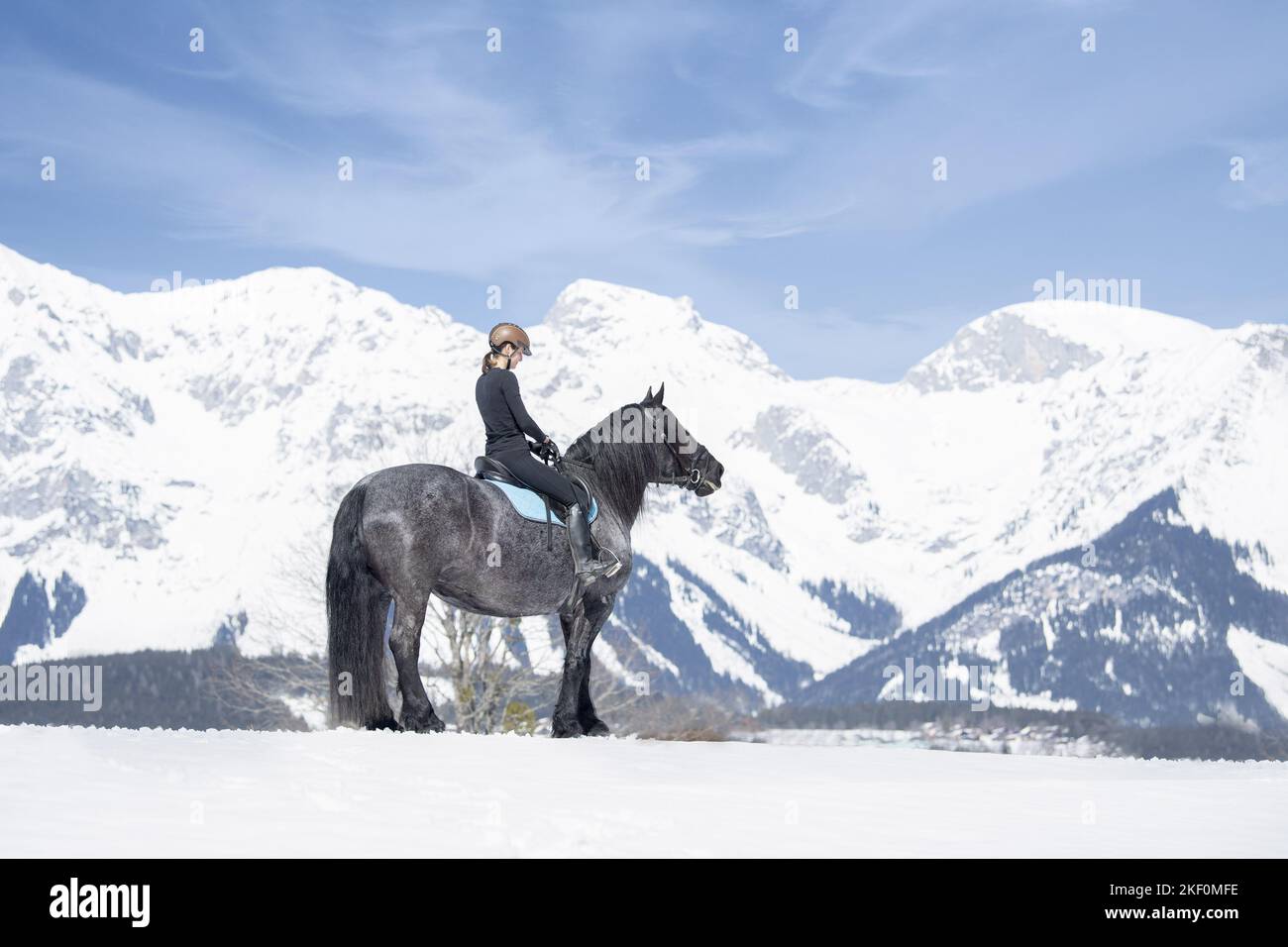 Frau reitet Noriker Horse Stockfoto
