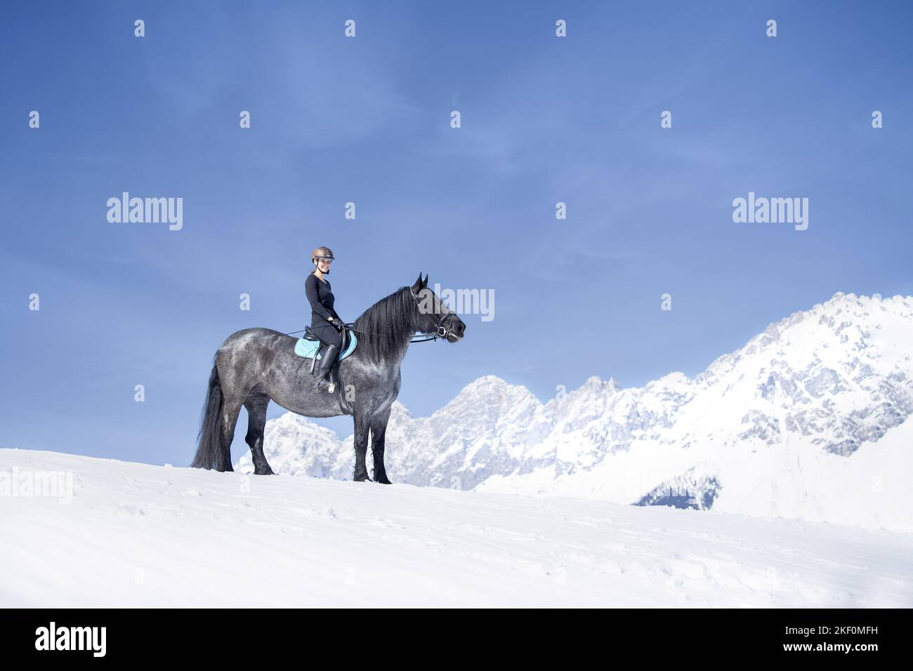 Frau reitet Noriker Horse Stockfoto
