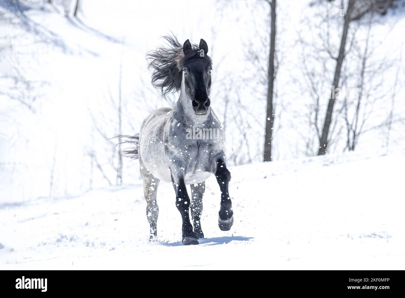 Galoppierendes Noriker-Pferd Stockfoto