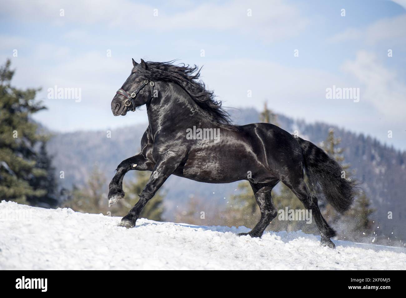 Galoppierender Noriker-Pferdehengst Stockfoto