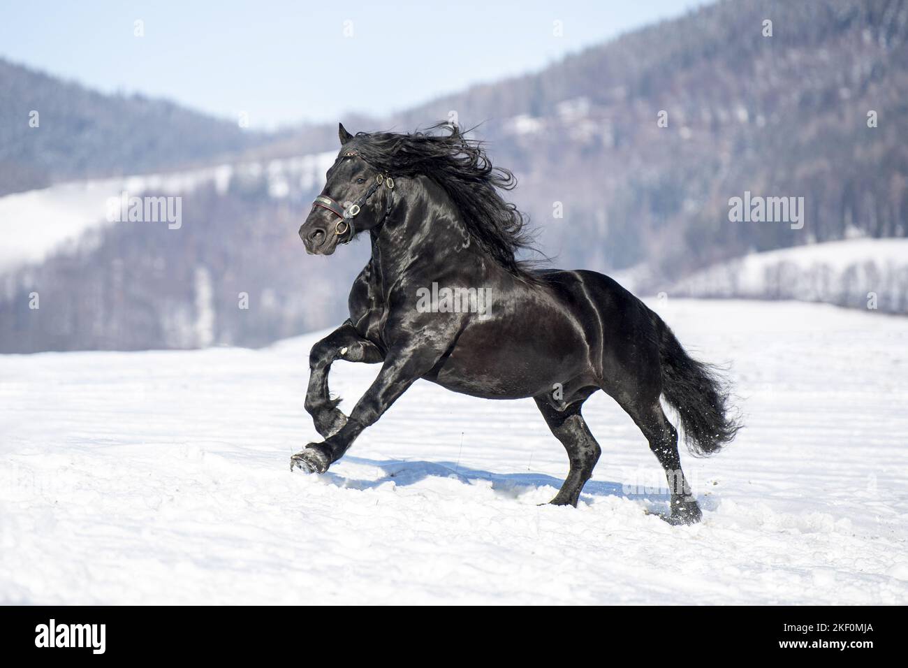 Galoppierender Noriker-Pferdehengst Stockfoto
