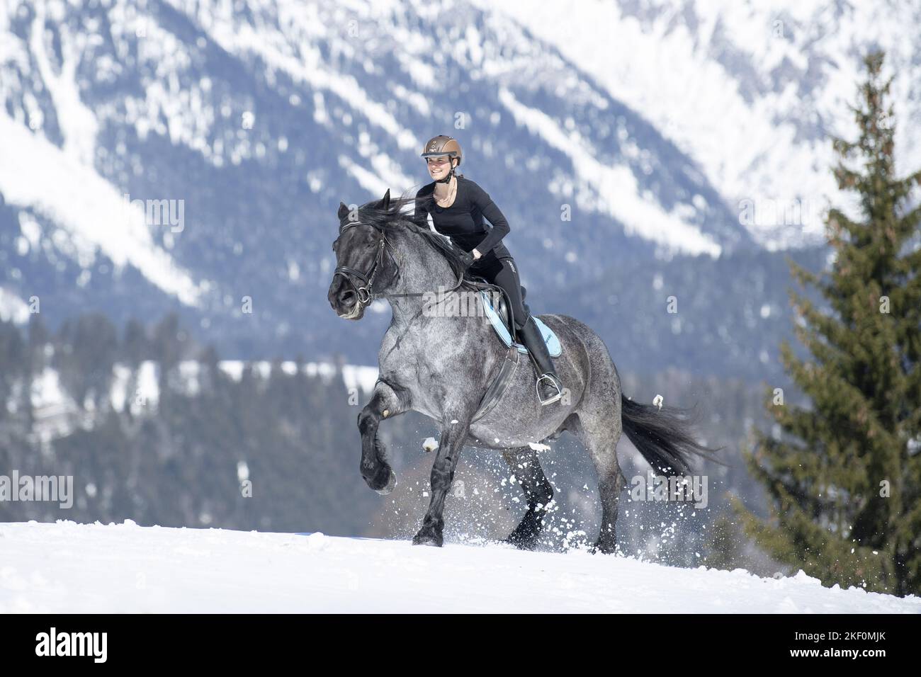 Frau reitet Noriker Horse Stockfoto