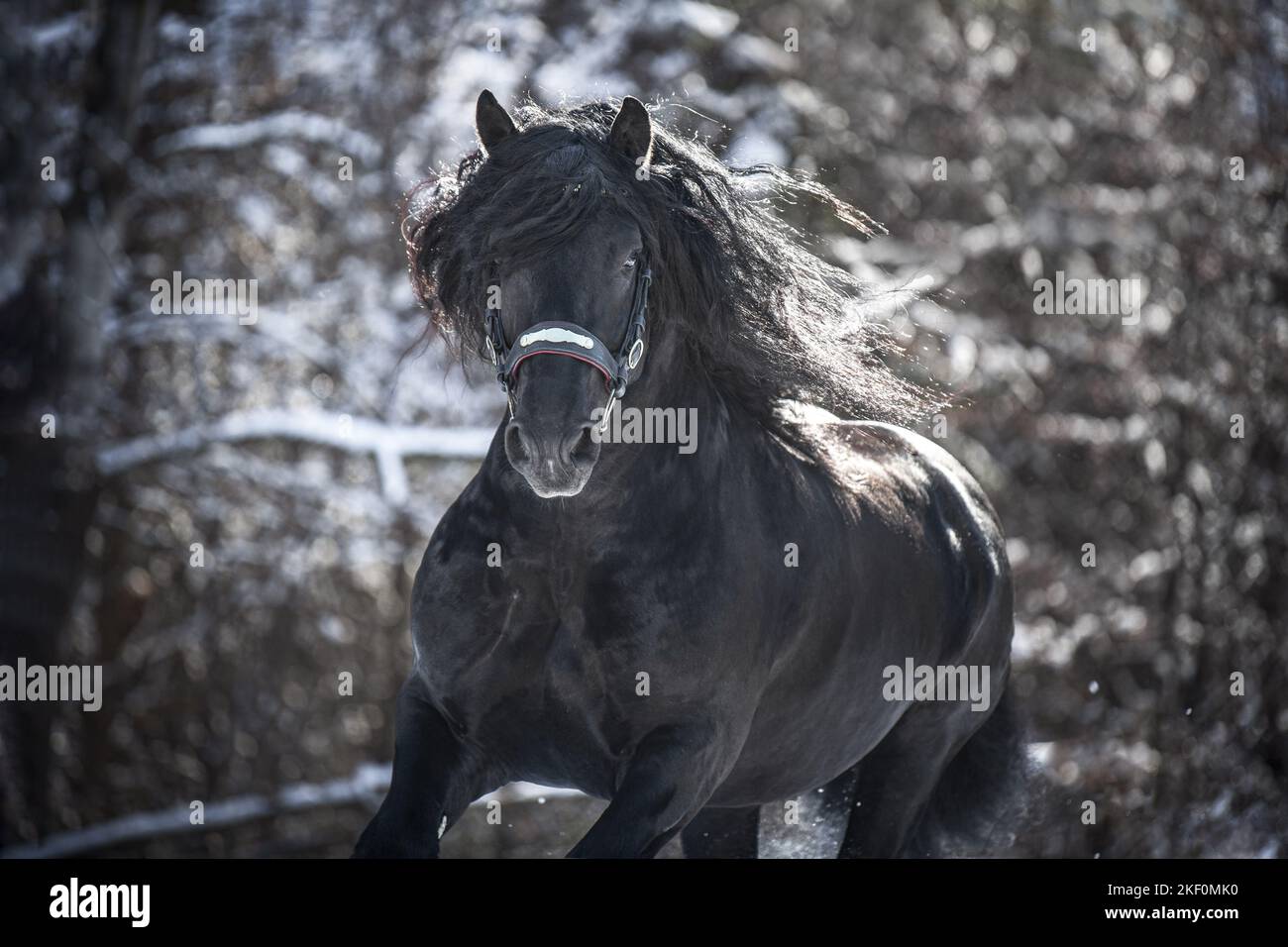 Porträt Des Pferdehengstes Von Noriker Stockfoto