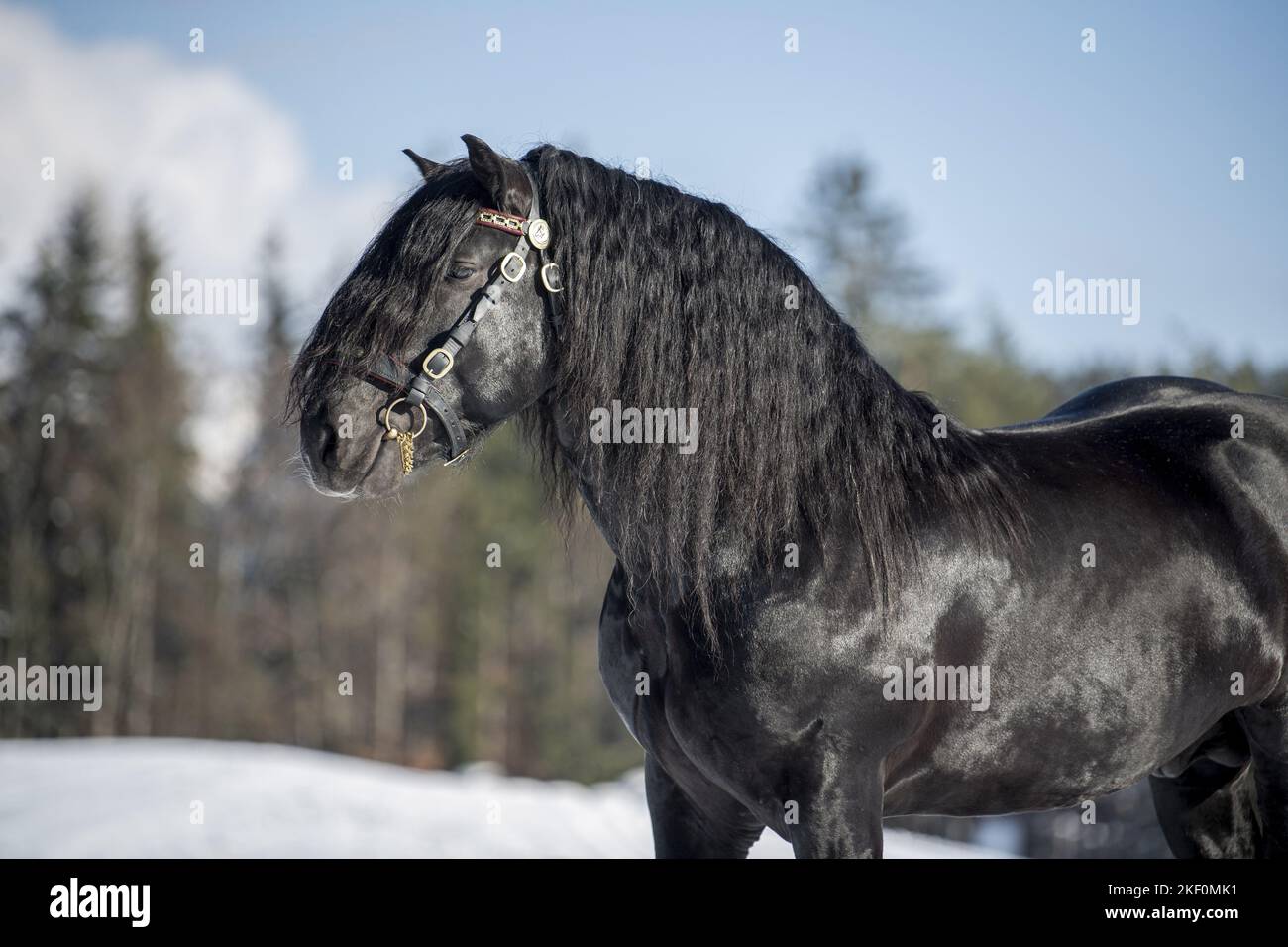 Porträt Des Pferdehengstes Von Noriker Stockfoto