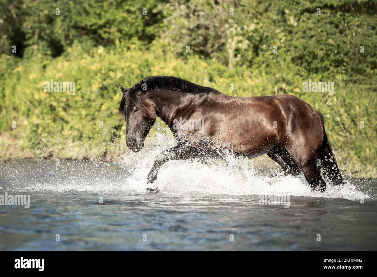 Noriker Pferd im Wasser Stockfoto