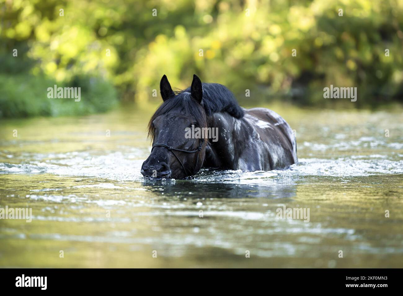 Noriker Pferd im Wasser Stockfoto