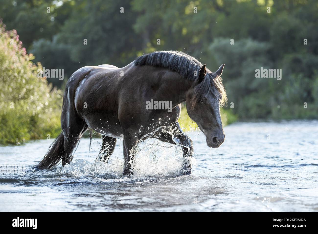 Noriker Pferd im Wasser Stockfoto