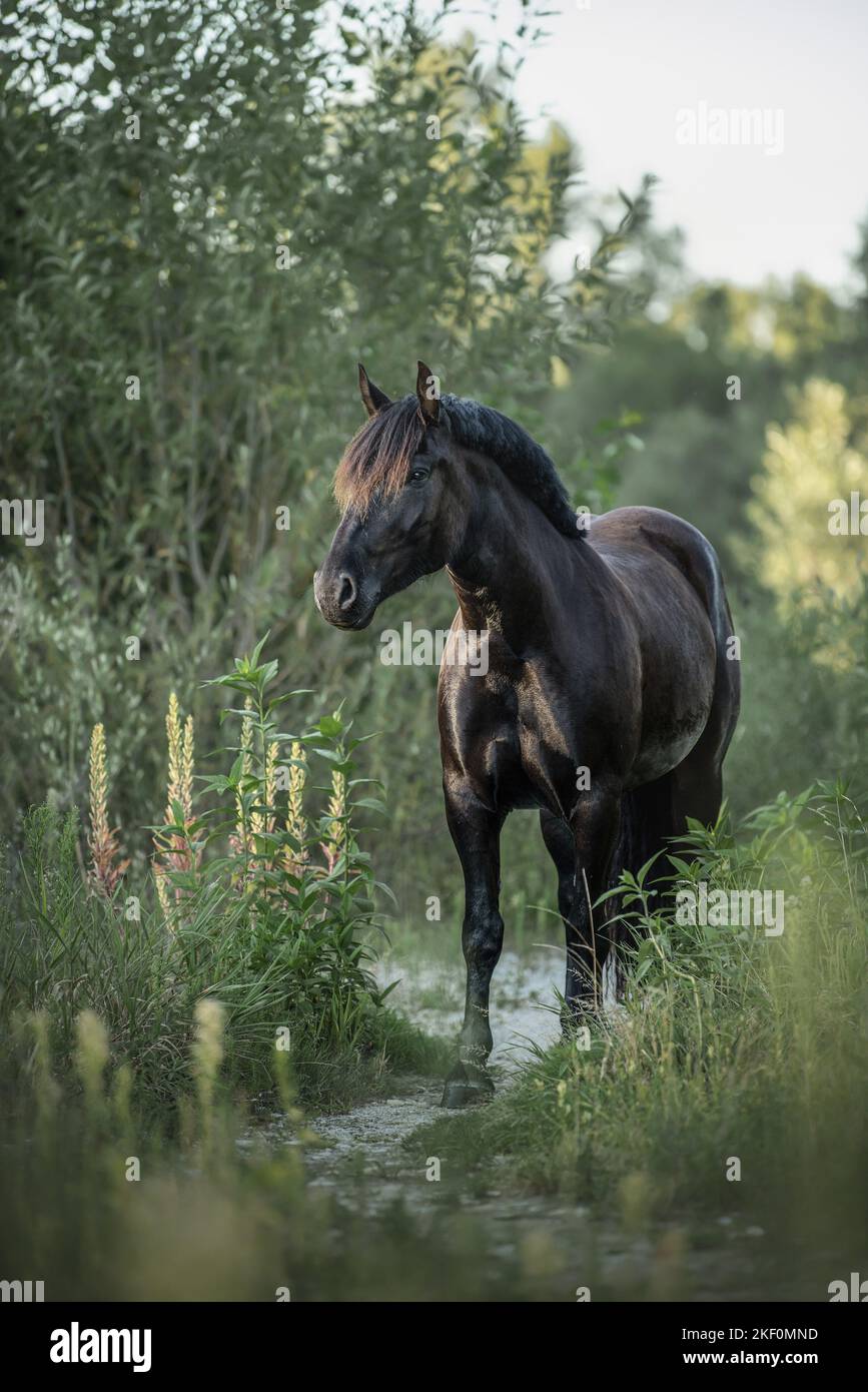 Noriker Pferd Stockfoto