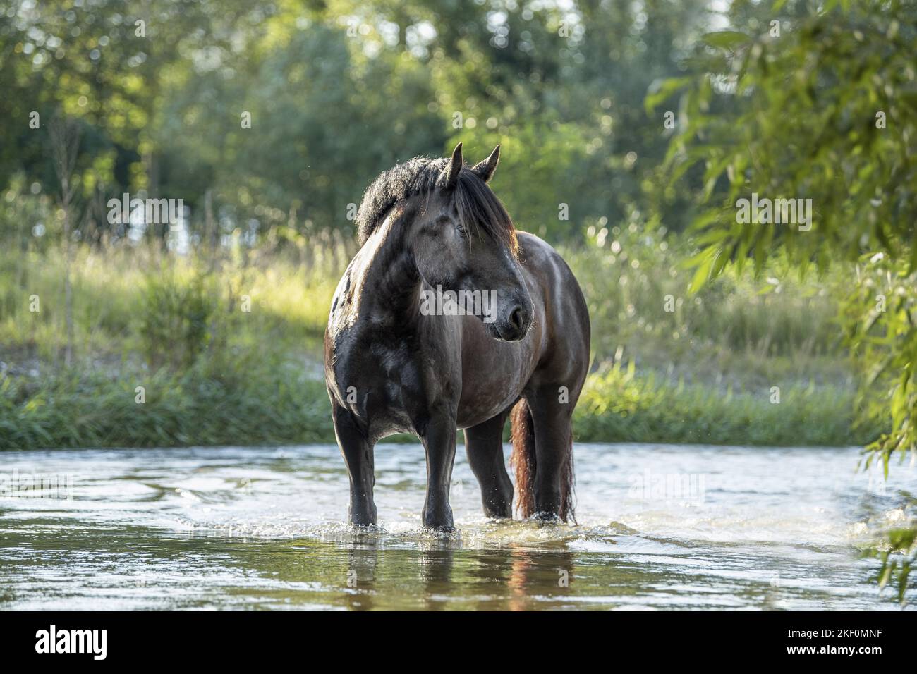 Noriker Pferd im Wasser Stockfoto