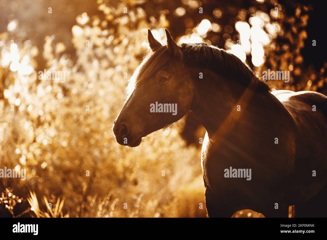 Noriker Horse Portrait Stockfoto