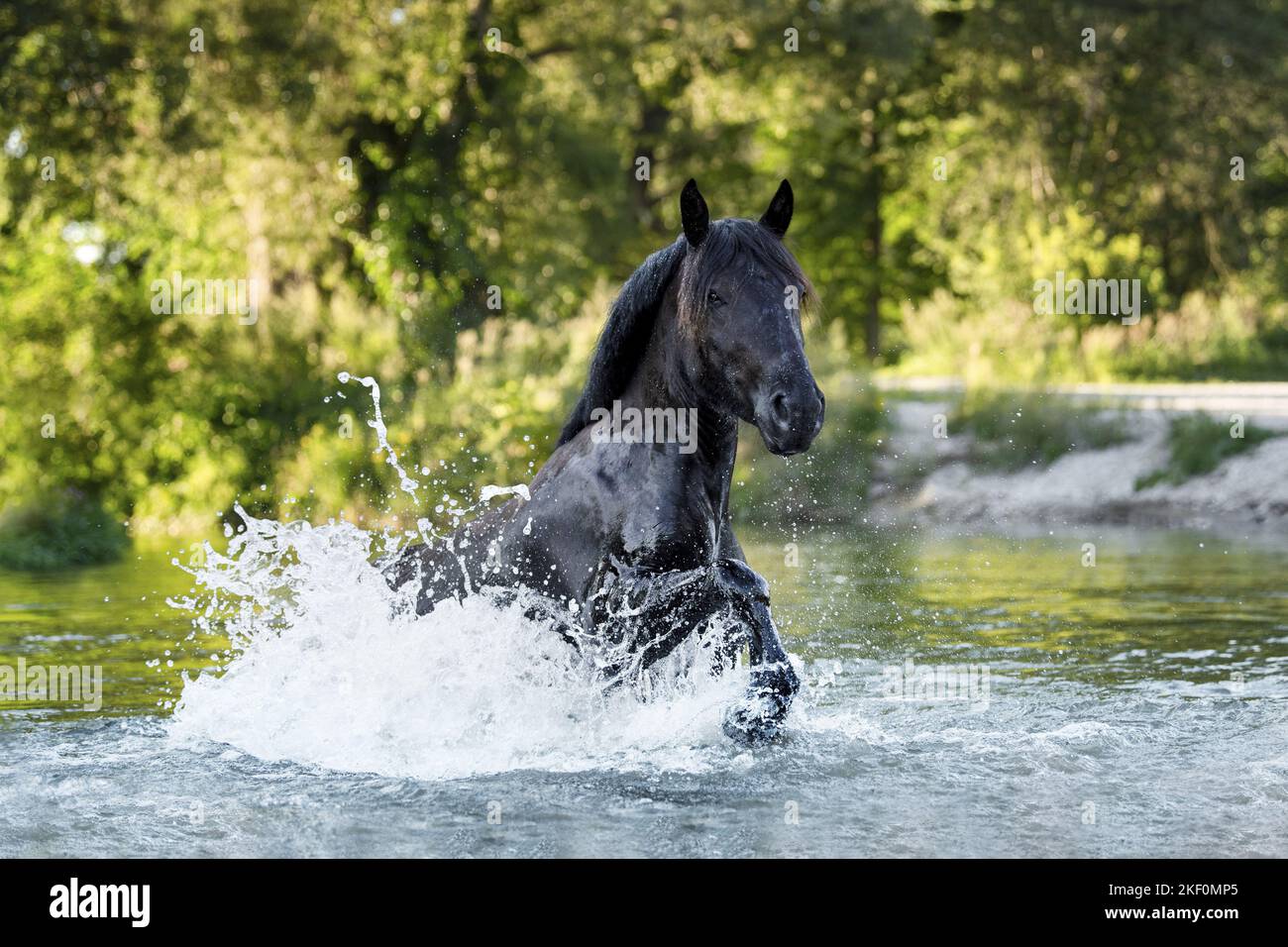 Noriker Pferd im Wasser Stockfoto