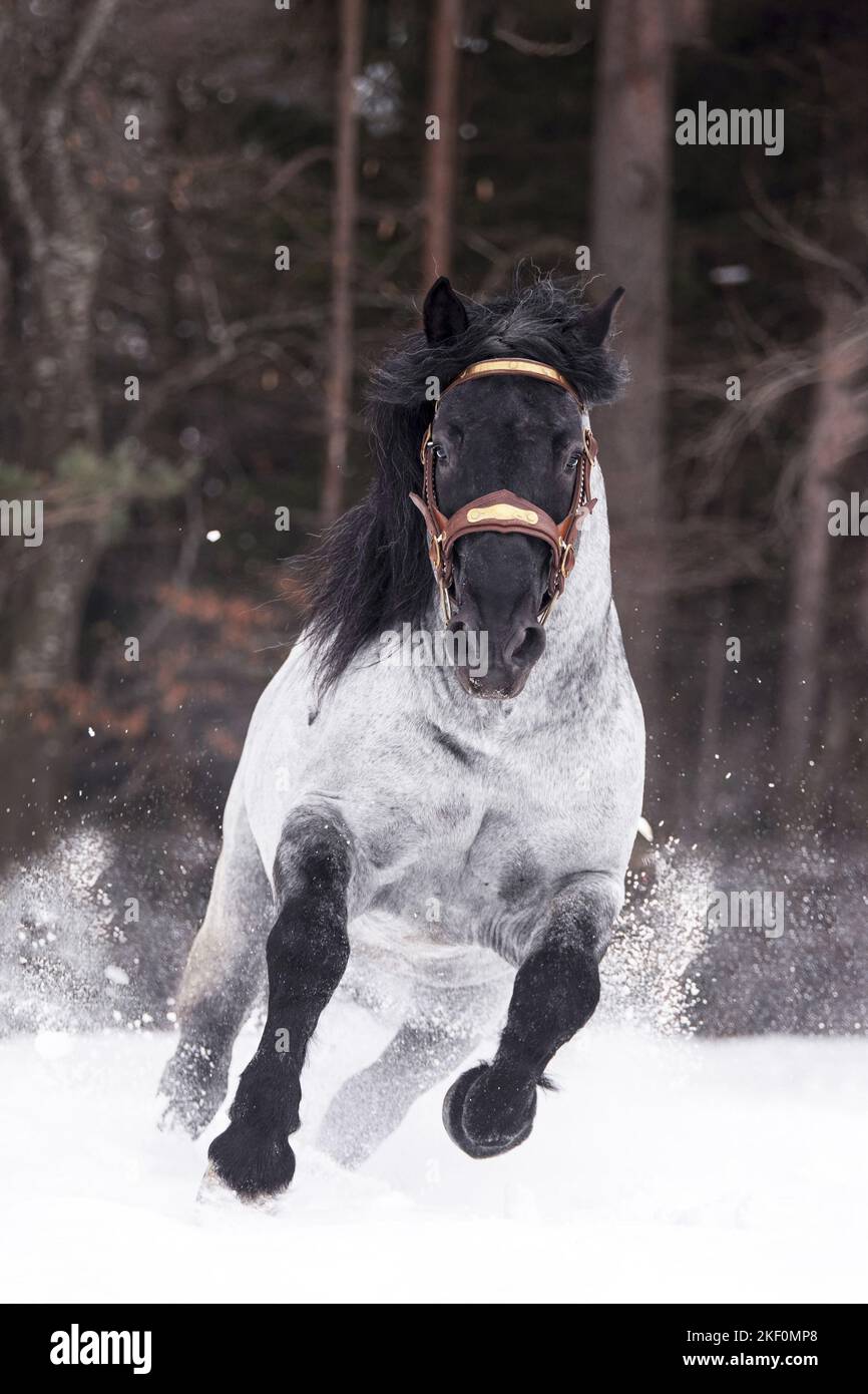 Galoppierender Noriker-Pferdehengst Stockfoto