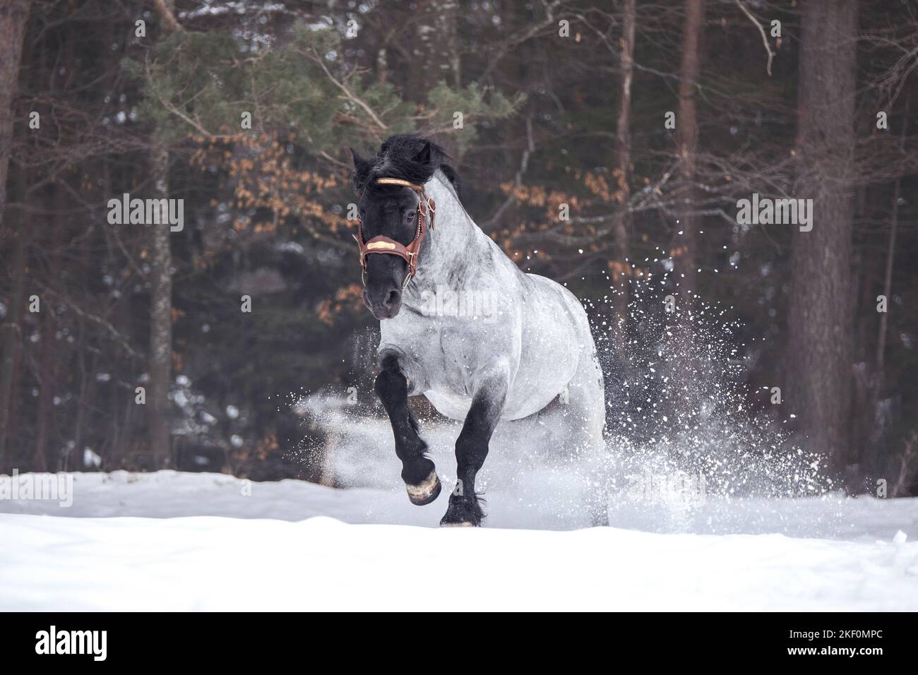 Galoppierender Noriker-Pferdehengst Stockfoto
