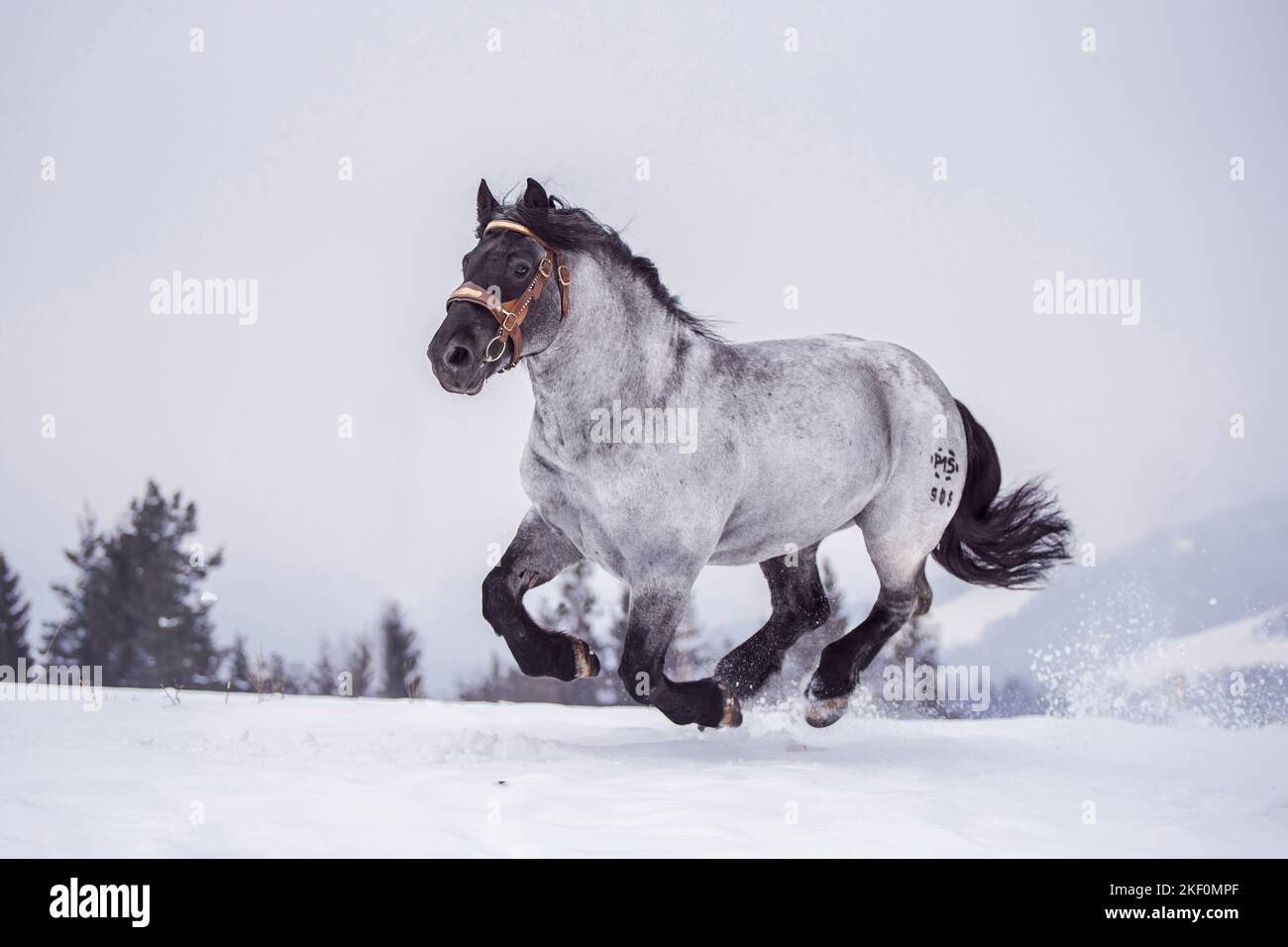 Galoppierender Noriker-Pferdehengst Stockfoto