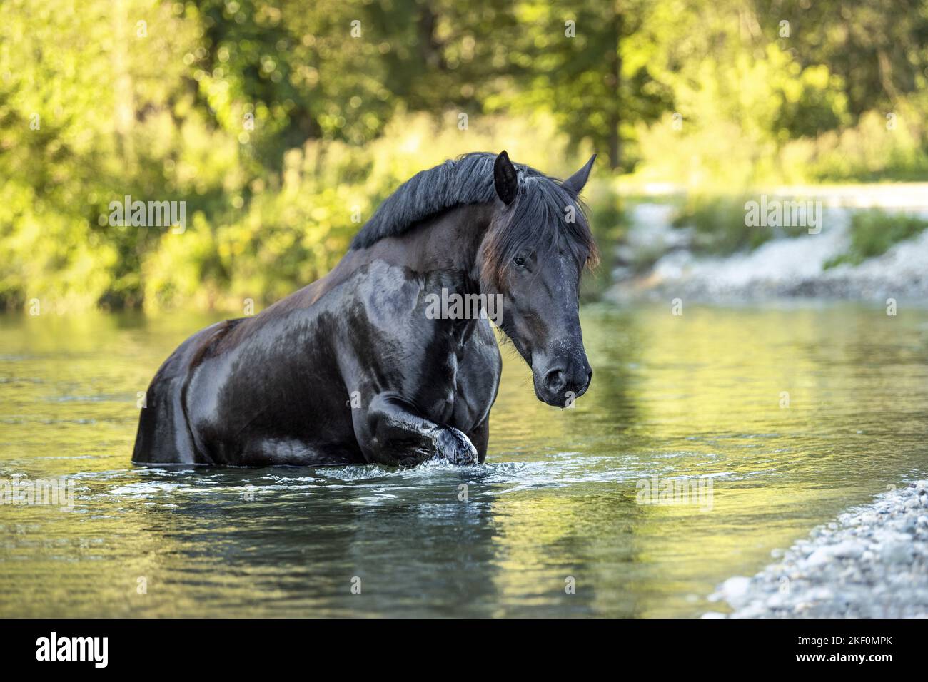 Noriker Pferd im Wasser Stockfoto
