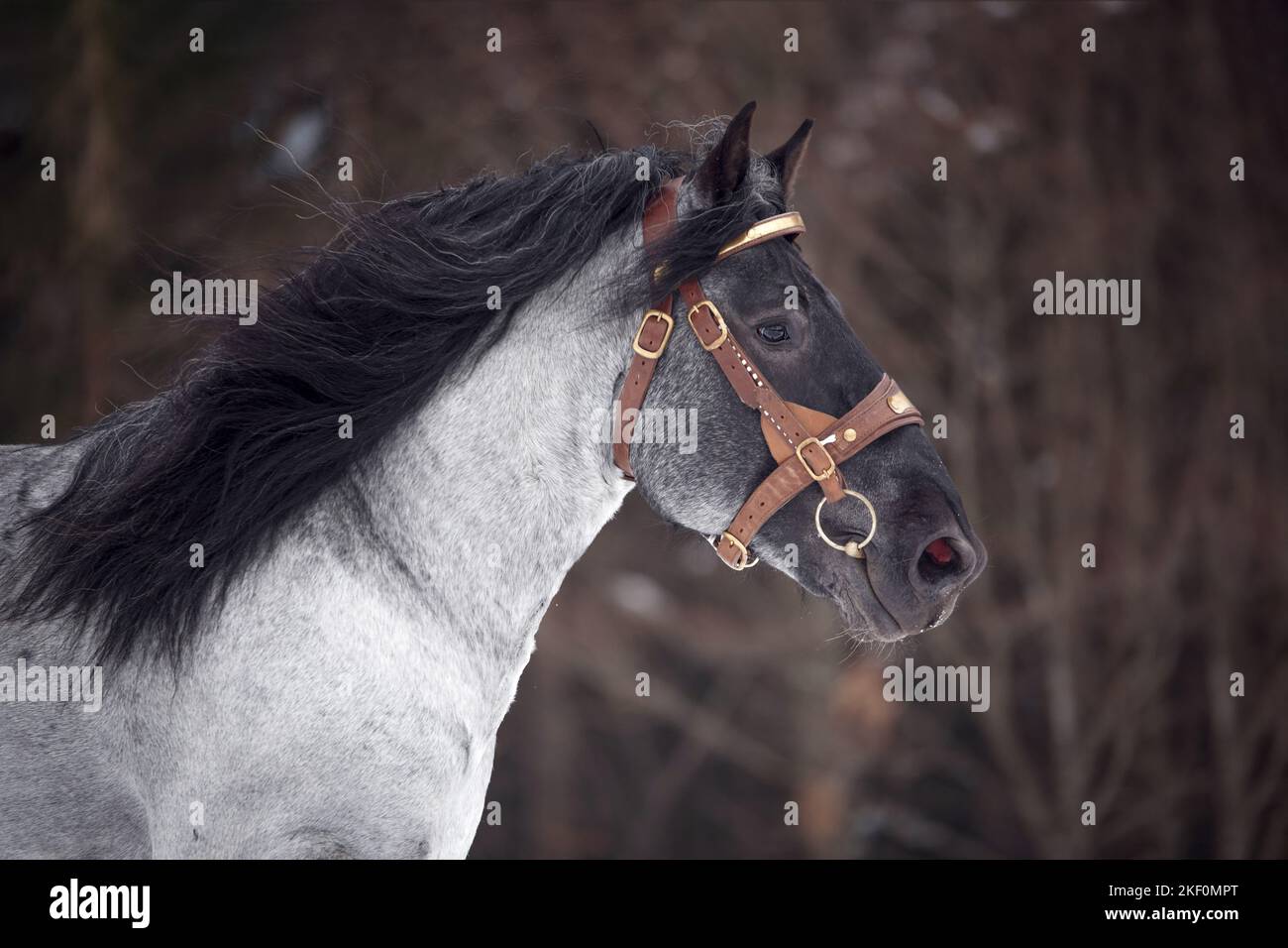 Porträt Des Pferdehengstes Von Noriker Stockfoto