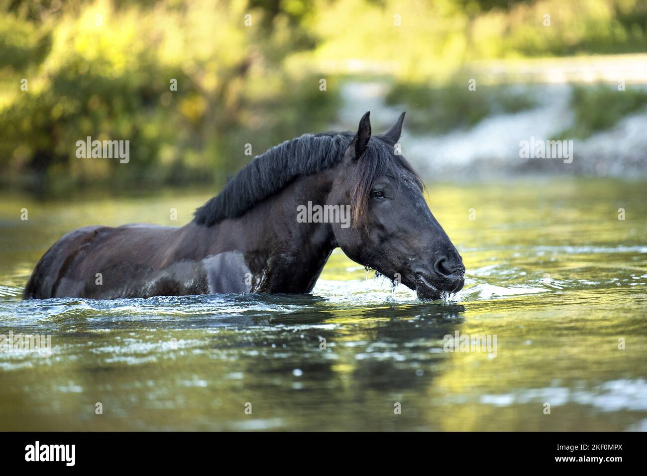 Noriker Pferd im Wasser Stockfoto