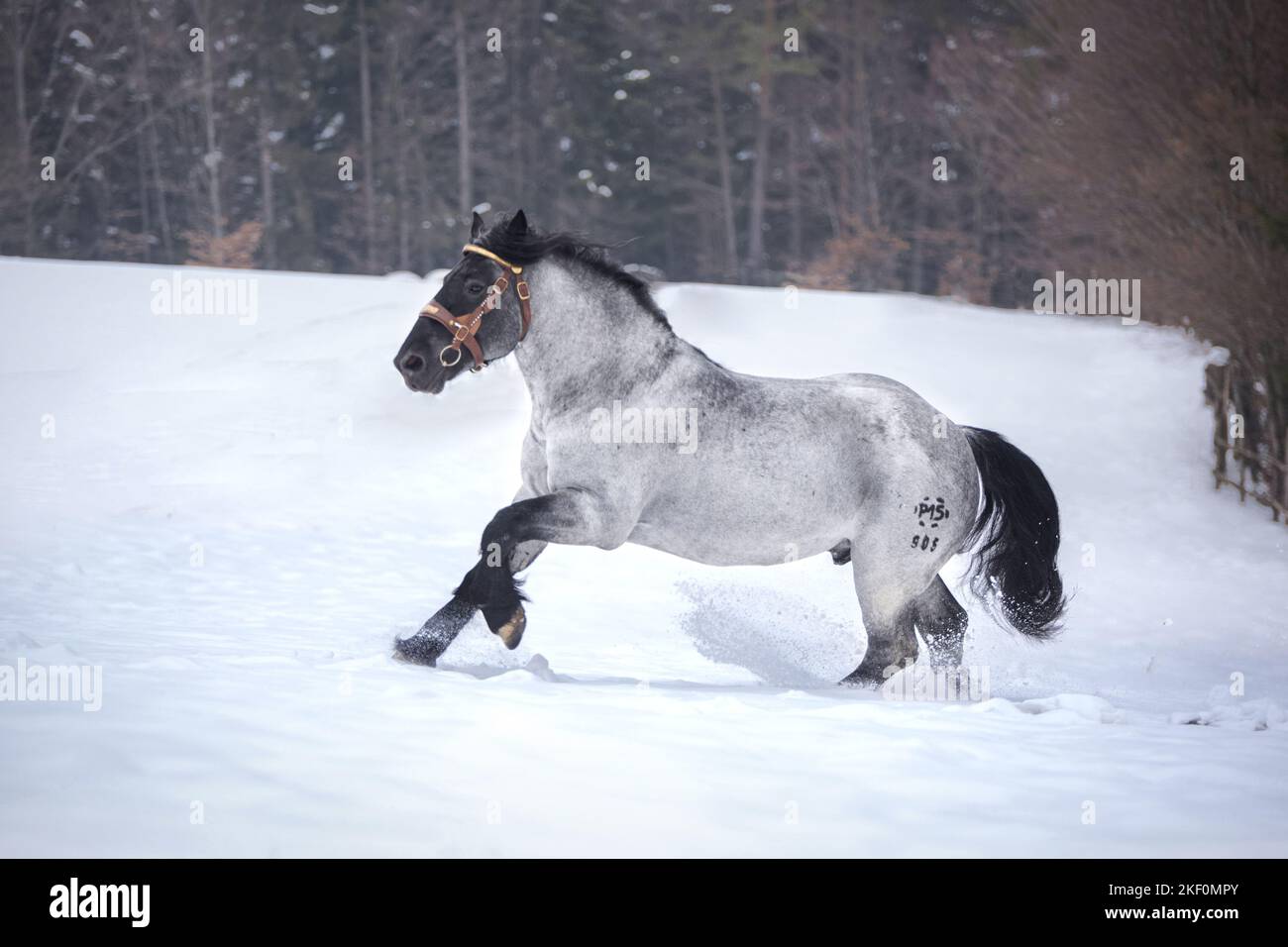 Noriker Pferd Stockfoto