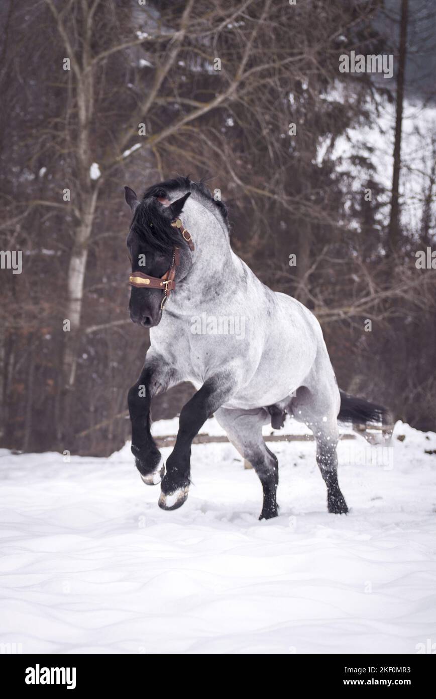 Galoppierender Noriker-Pferdehengst Stockfoto