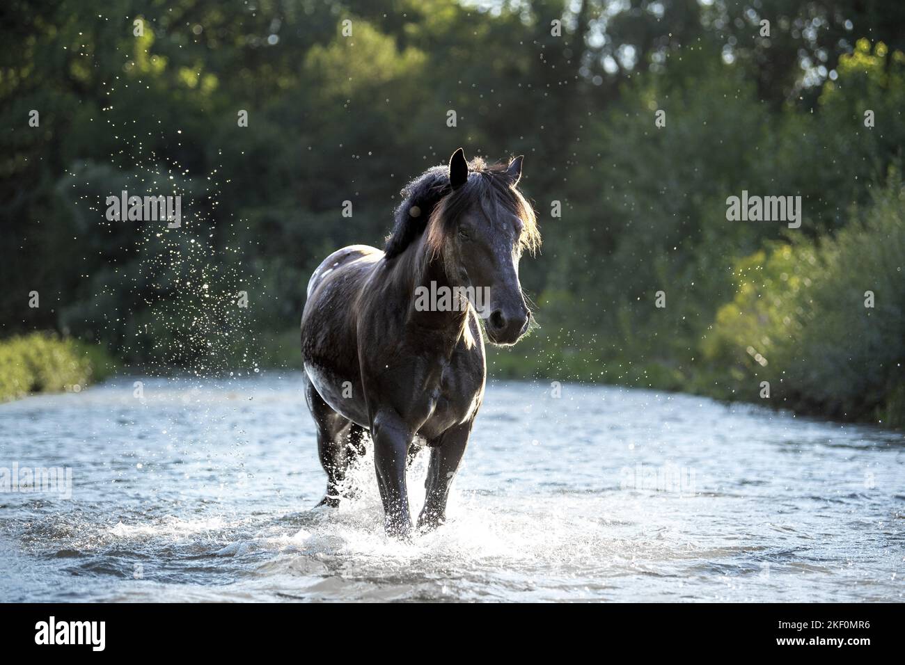 Noriker Pferd im Wasser Stockfoto