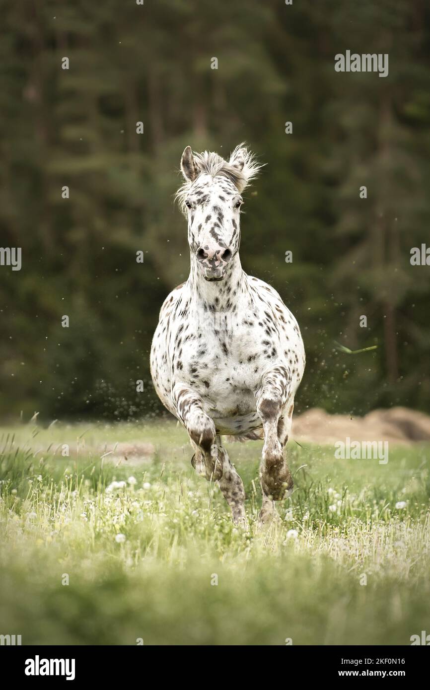 Galoppierendes Noriker-Pferd Stockfoto