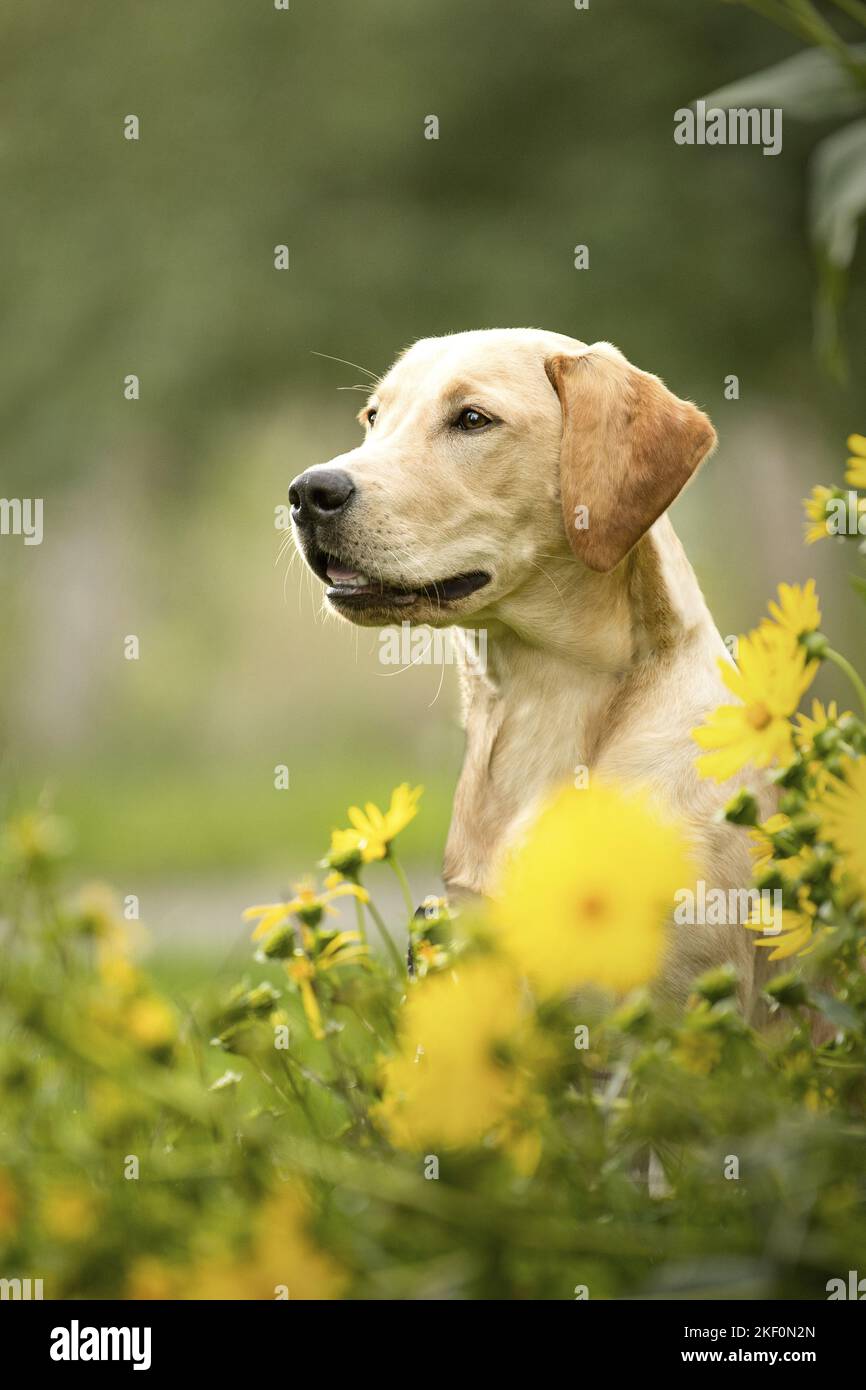 junger Labrador Retriever Stockfoto