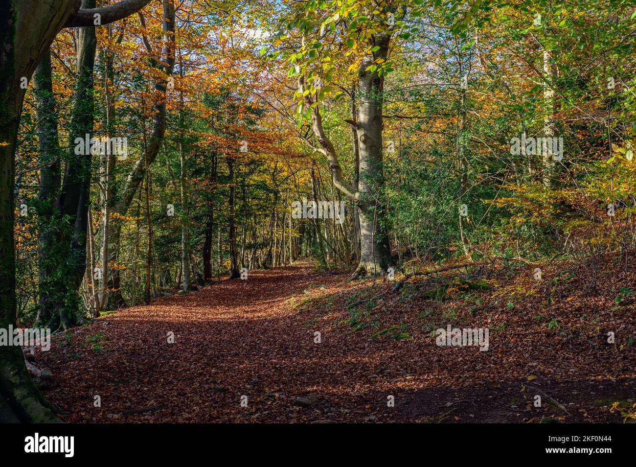 Herbst in Eaves Wood bei Silverdale in Lancashire Stockfoto