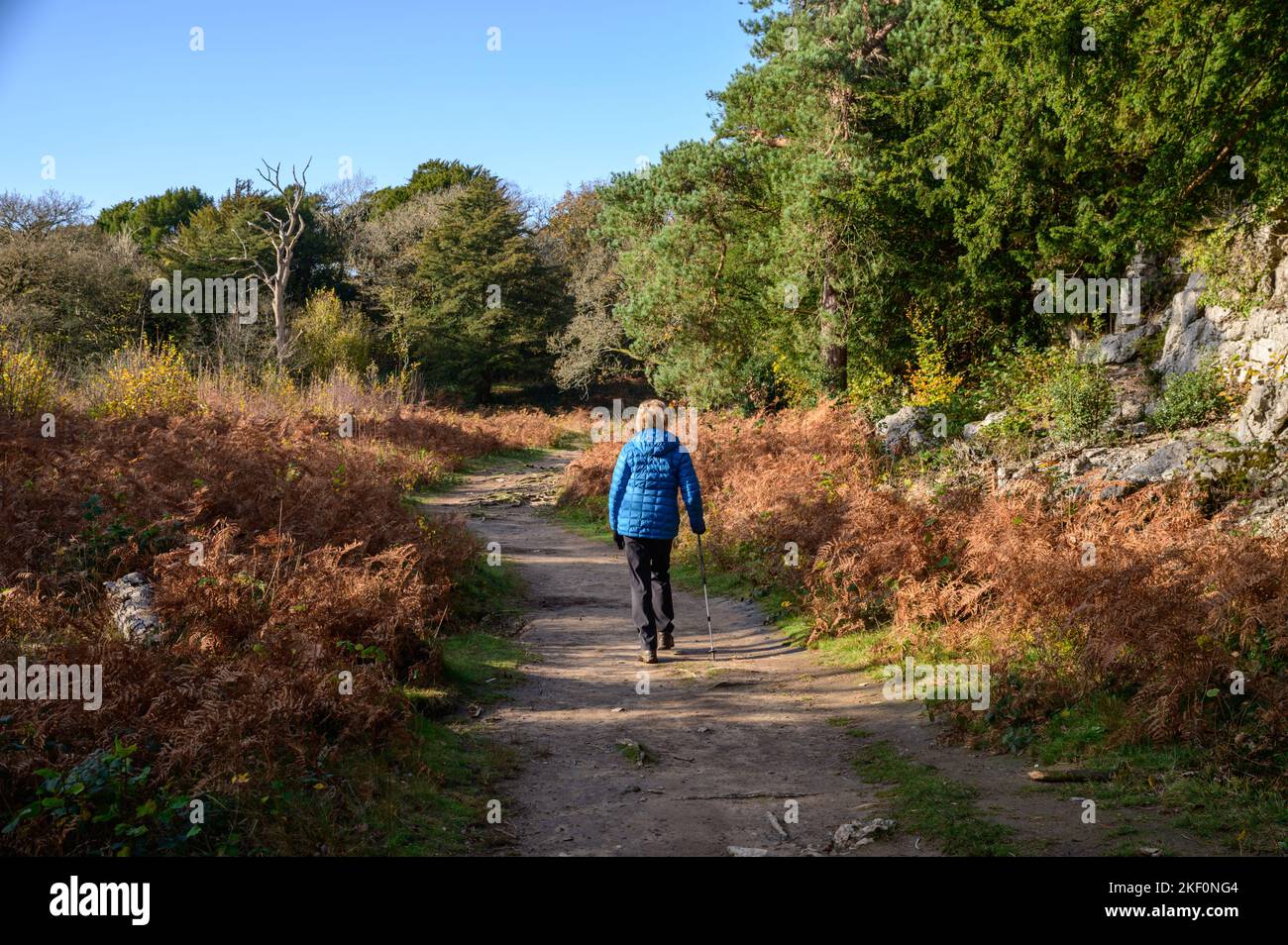 Spaziergang im Eaves Wood in der Nähe von Silverdale in Lancashire Stockfoto