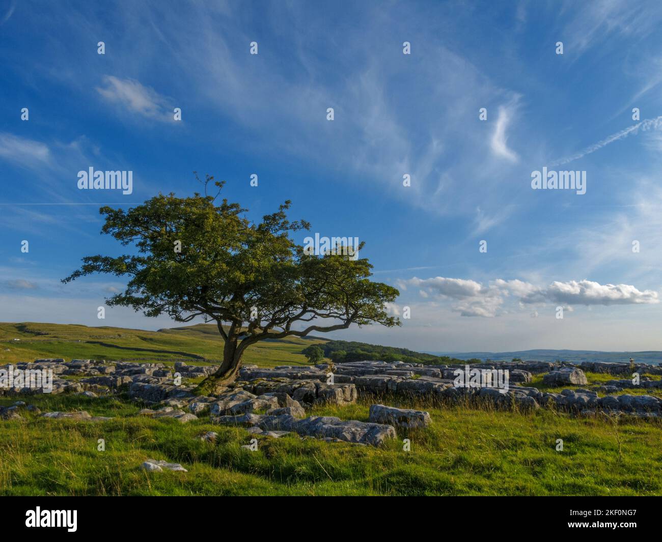 Lone Tree im Winskill Stones Nature Reserve in der Nähe von Langcliffe in den Yorkshire Dales Stockfoto