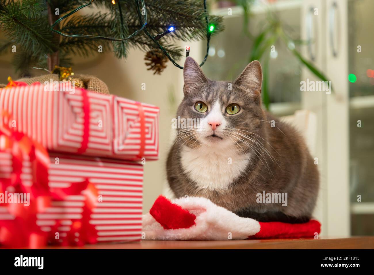 Hauskatze sitzt neben weihnachtsgeschenken auf dem Tisch. Katze auf dem weihnachtsmann Hut neben eingewickelten Geschenken. Stockfoto