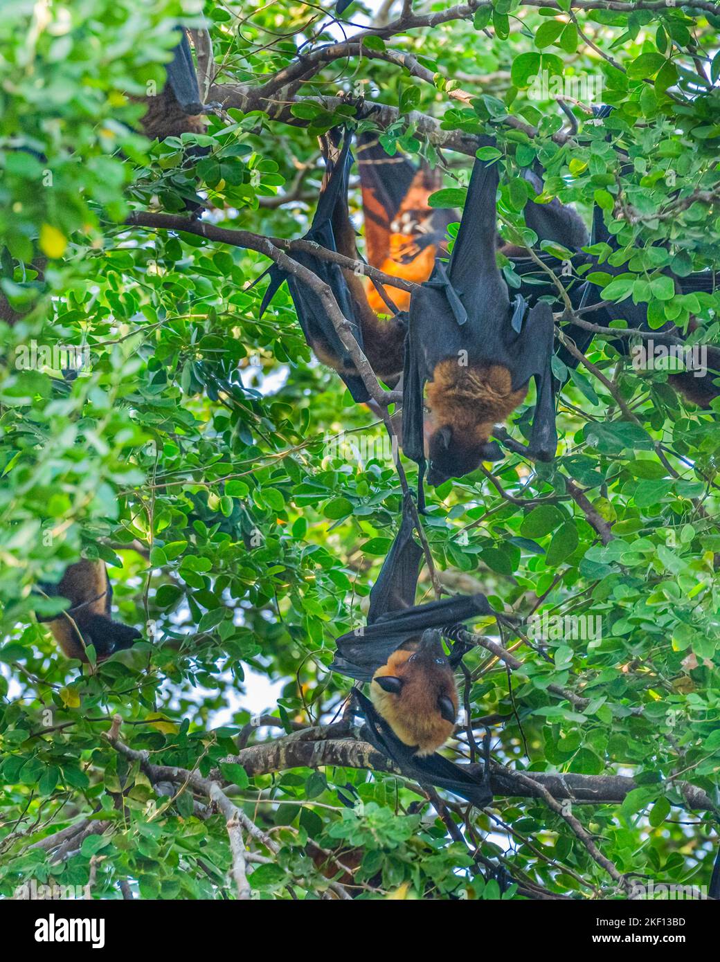 Eine Anzahl von Fledermäusen, die an einem Baum hängen Stockfoto