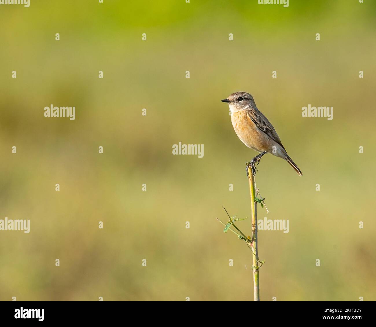 Ein Stonechat, der auf einer Pflanze steht Stockfoto