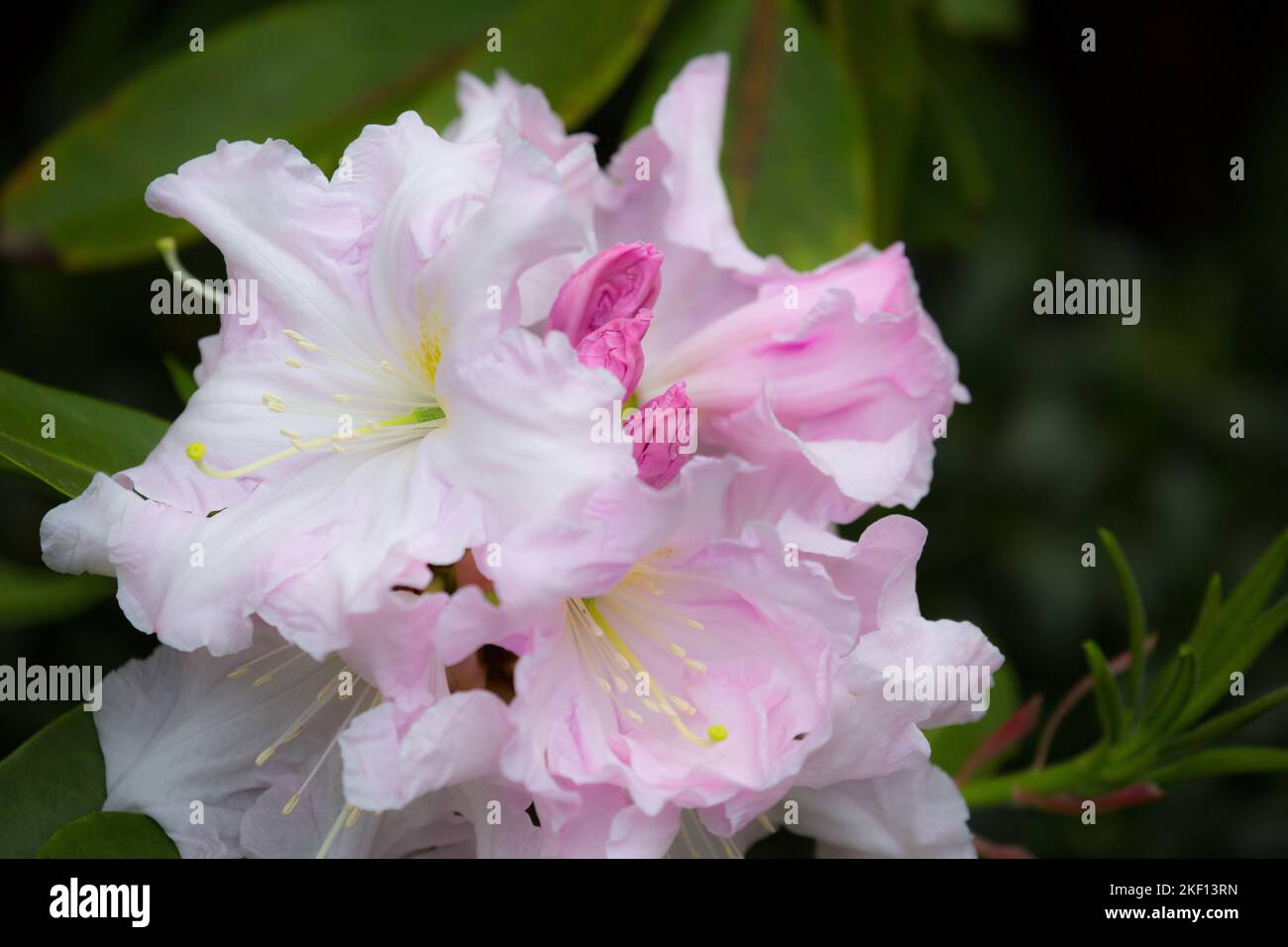 Schöne blassrosa Rhododendronblüten. Der Kern der Blüten hat ein zartes, getupftes gelbes Muster, die Federduster sind weiß. Stockfoto