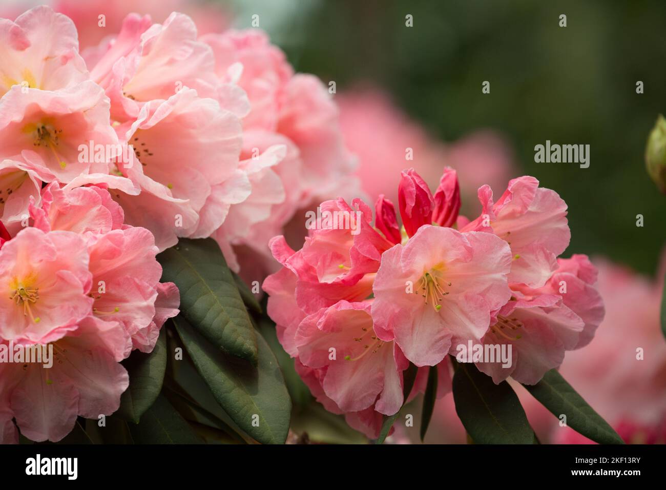 Schöne rosa weiße Rhododendronblüten. Der Kern der Blüten hat ein zartes, getupftes gelbes Muster. Stockfoto