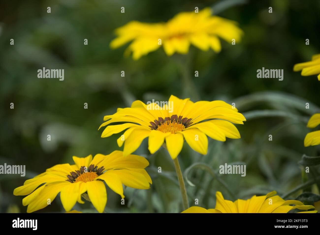 Drei schöne, aufrechte Ringelblumen in einer warmen gelben Farbe. Stockfoto